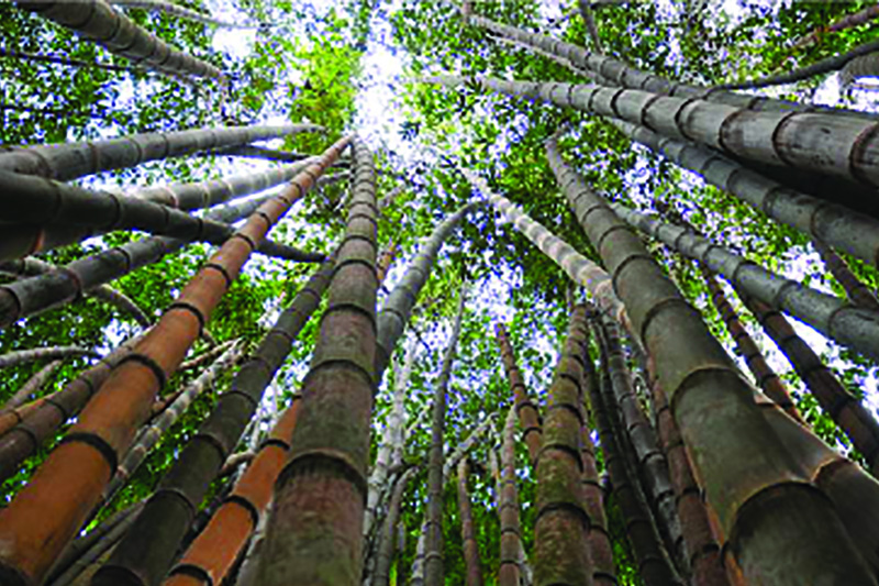 Is there enough bamboo in Africa for the pulp and paper industry?